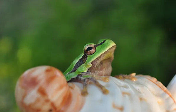 Picture animals, summer, nature, Frog