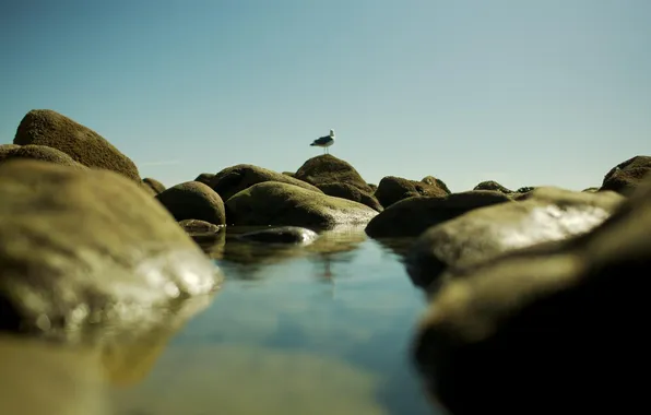 Picture sea, water, nature, stones, photo, bird, Wallpaper, shore