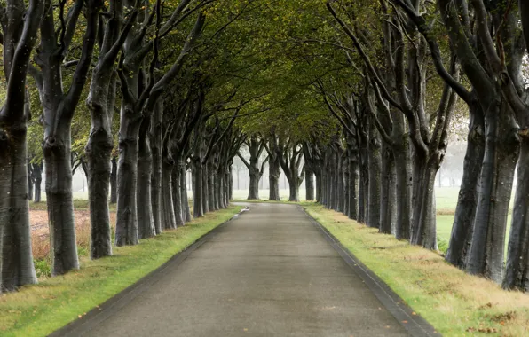 Road, trees, nature