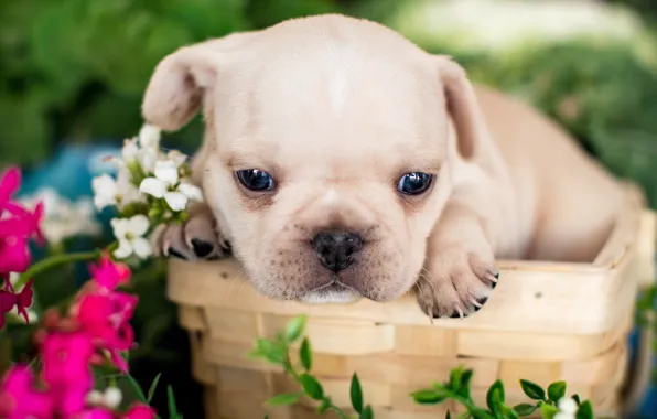 Picture flowers, basket, baby, puppy, face, French bulldog