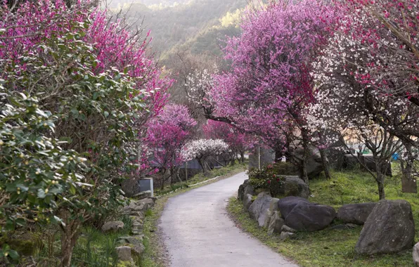 Stones, track, Japan, flowering in the spring