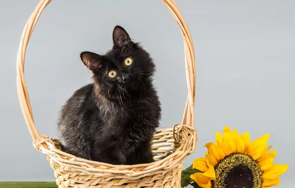 Picture cat, flower, cat, background, sunflower, basket, kitty