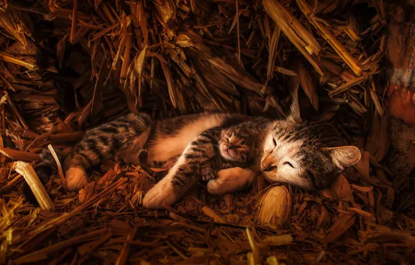 Picture cat, look, light, baby, hay, lies, straw, kitty