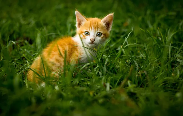 Grass, kitty, muzzle, ginger kitten