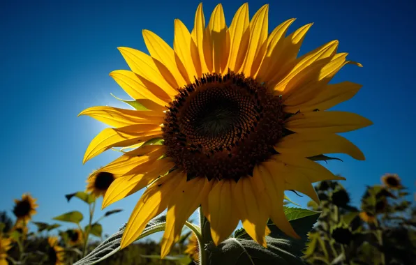 Summer, the sky, macro, light, sunflowers, flowers, nature, blue