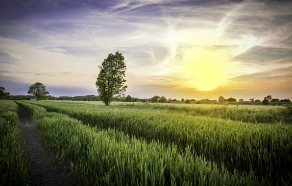 Field, the sky, light, nature