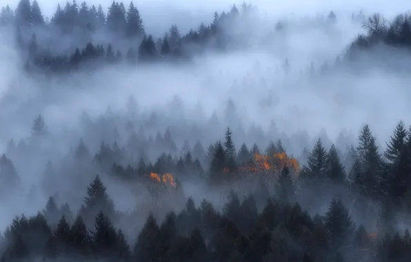 Forest, trees, nature, fog, twilight