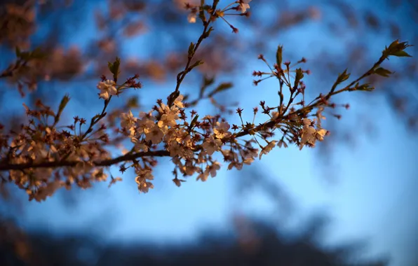 Macro, nature, sprig, Sakura, zvetiki
