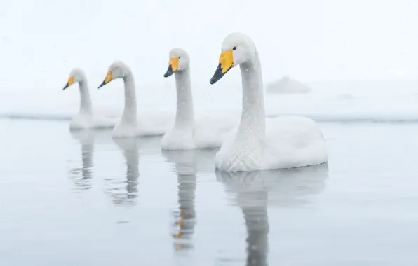 Nature, bird, swans
