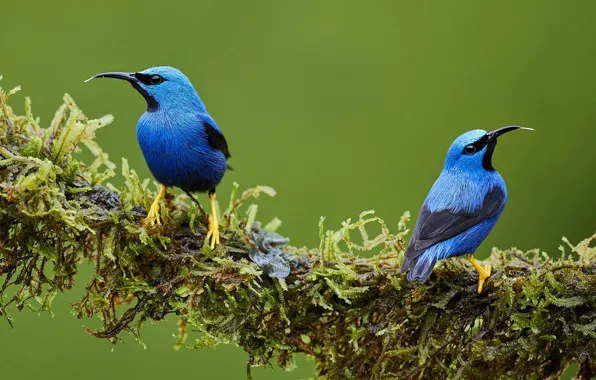Picture branches, bird, moss, turquoise tanager-honeyeater