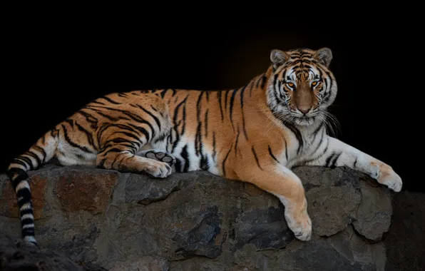 Picture look, face, tiger, stones, stay, lies, black background