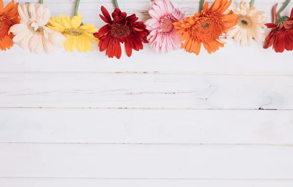 Flowers, background, gerbera