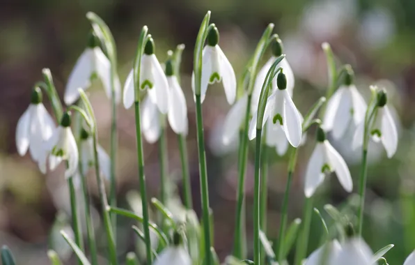 Light, flowers, blur, spring, snowdrops, white, blur, bokeh