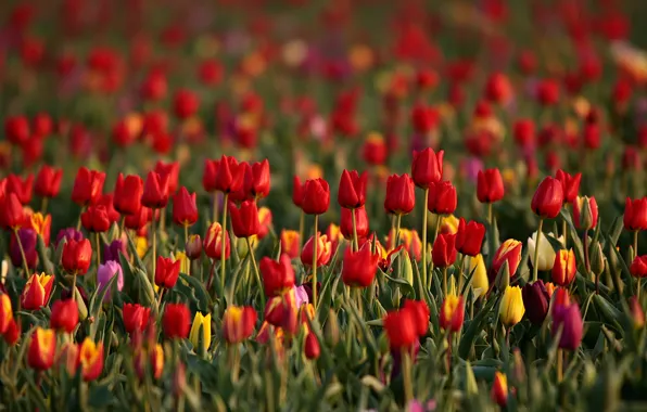 Field, flowers, yellow, red, glade, bright, spring, tulips