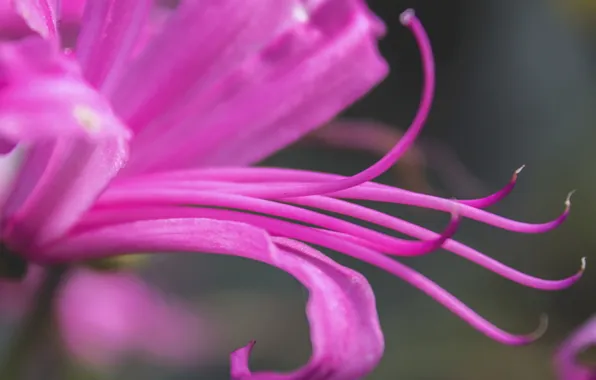 Flowers, nature, plant, petals