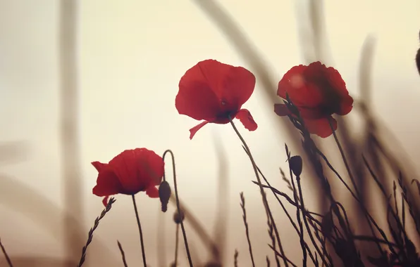 Flowers, Maki, red