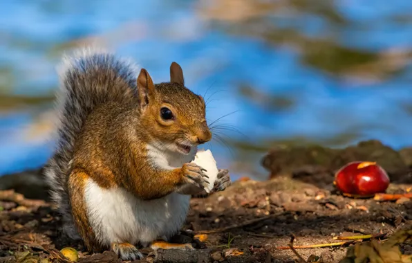 Protein, chestnut, bokeh, meal, a piece of bread