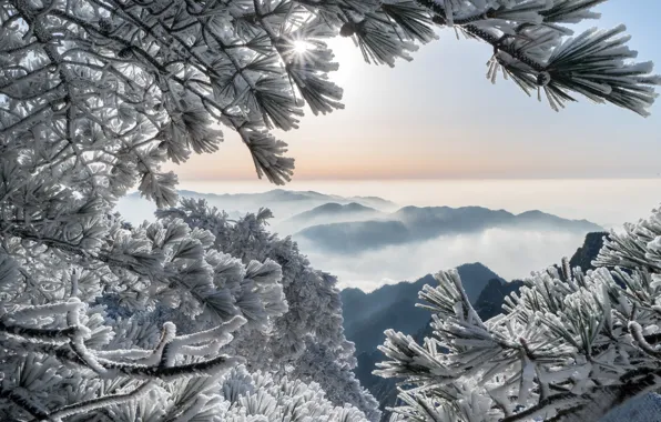 Picture winter, frost, mountains, branches, China, China, pine, Huangshan Mountains