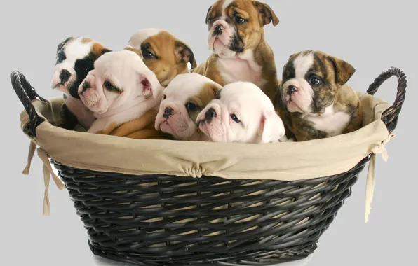 Dogs, basket, baby, puppy