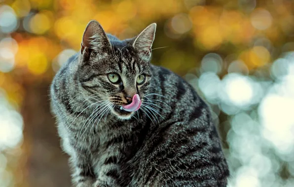 Cat, cat, glare, grey, background, striped