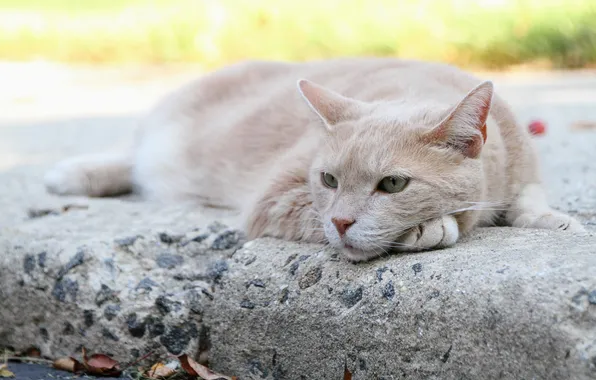 Cat, cat, resting