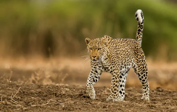 Picture glade, leopard, walk