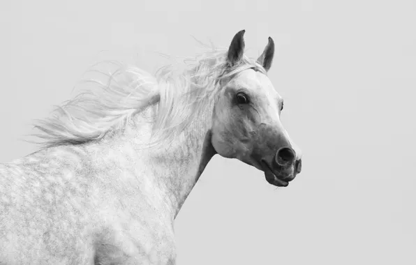 Picture horse, horse, profile