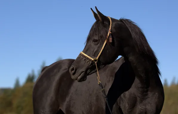 Face, horse, horse, grace, profile, crow, (с) Oliver Seitz