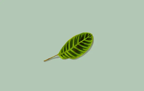 Background, leaf, minimalism, green