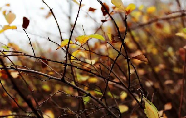 Picture autumn, leaves, macro, trees, branches, nature