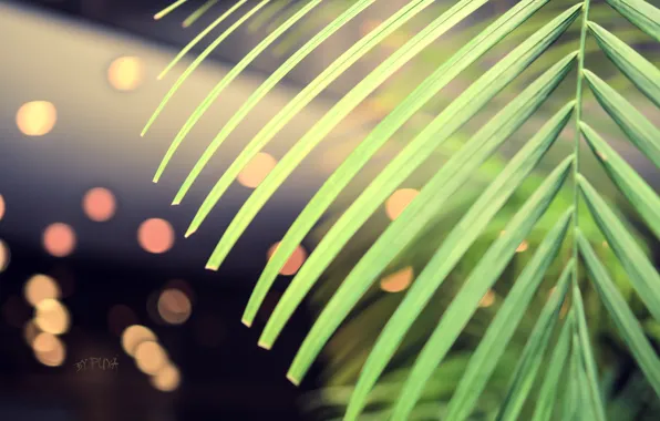 Greens, macro, palm trees, Wallpaper, saver, bokeh, pulls