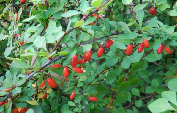 Autumn, leaves, nature, widescreen, Wallpaper, Bush, fruit, wallpaper