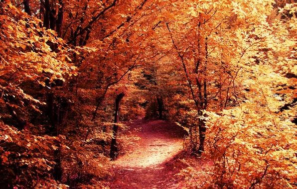 Picture road, autumn, forest, leaves, trees, branches, nature, yellow