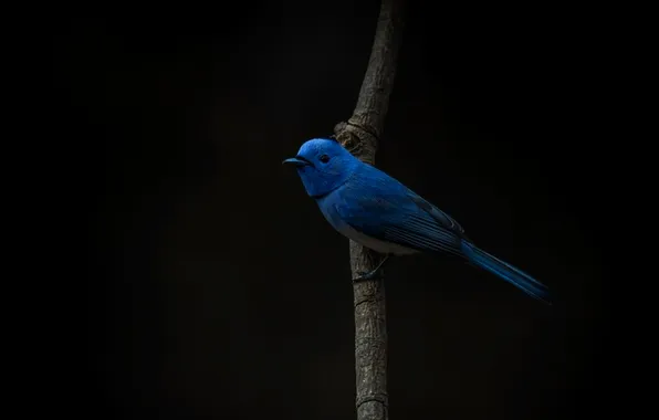 The dark background, microsemi, bird, branch, beautiful, bright color