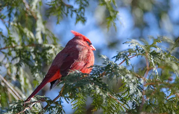 Branches, bird, needles, blue background, bokeh, cardinal, red cardinal