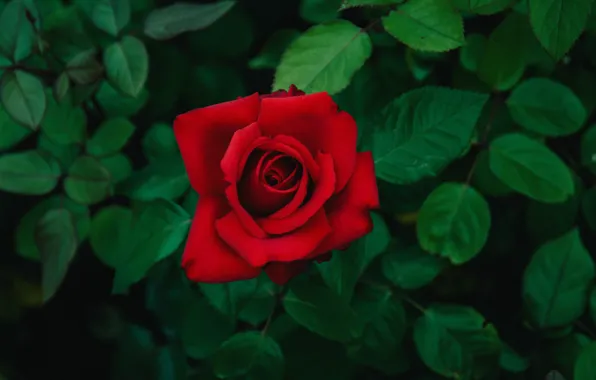 Picture leaves, flowers, red, the dark background, roses, garden, buds