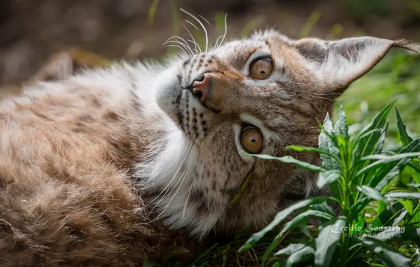 Picture grass, look, stay, color, lynx, ears