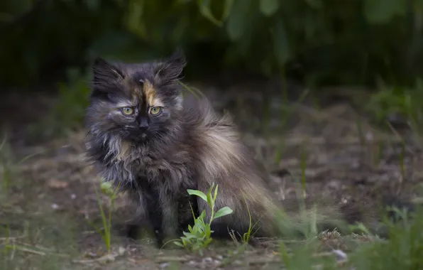 Kitty, baby, pussy, kitty, cutie, bokeh, pet, meow