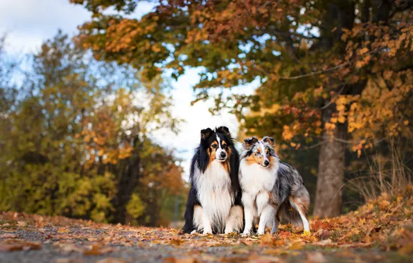 Dogs, look, nature, pose, a couple, Duo, collie, two dogs