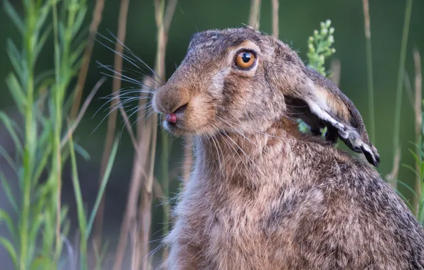Grass, look, face, grey, hare, portrait