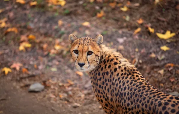 Sadness, look, face, Cheetah