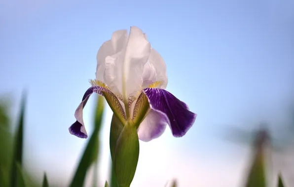 The sky, macro, petals, iris