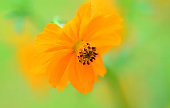 Flowers, paint, petals, kosmeya