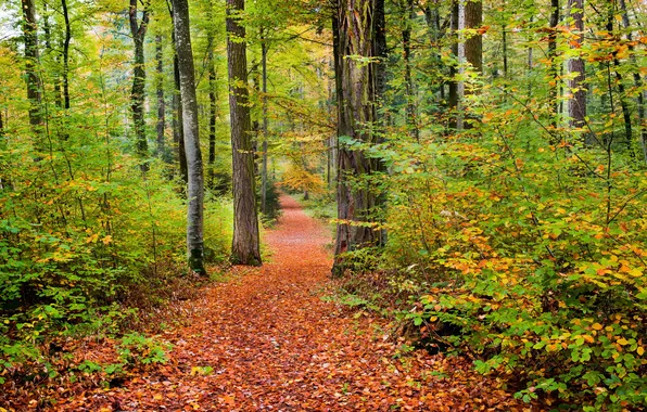 Autumn, forest, nature