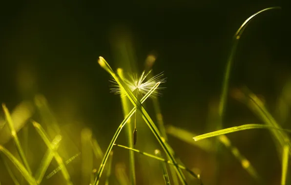 Picture grass, macro, dandelion