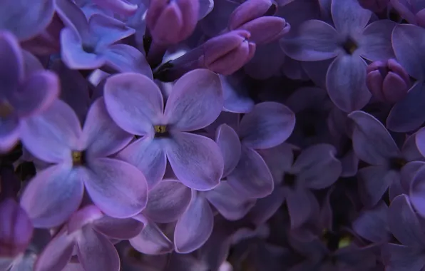 Purple, macro, lilac