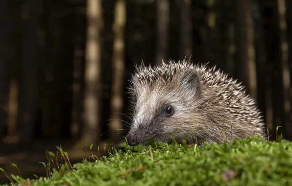 Forest, look, trees, nature, moss, portrait, hedgehog, face