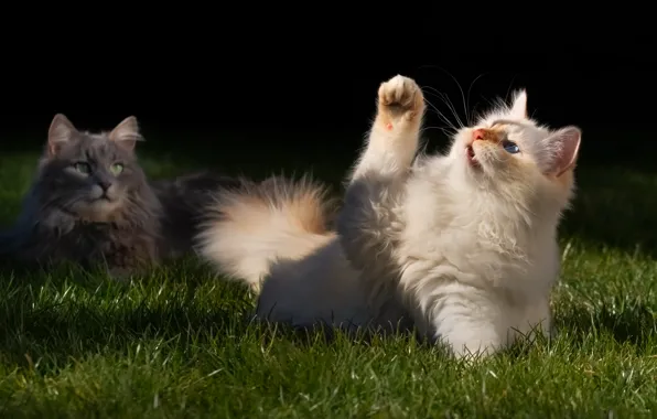 Cat, grass, cat, look, light, pose, the game, two