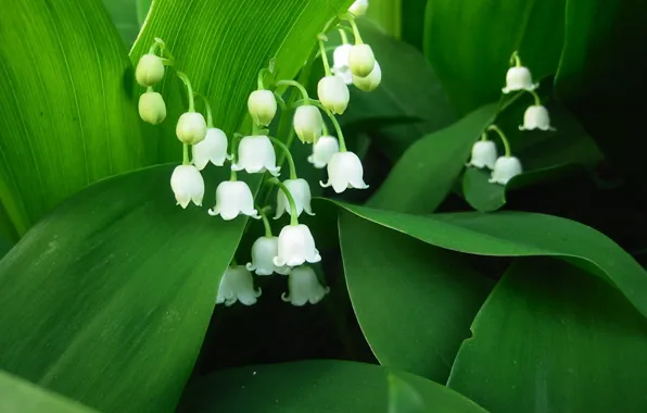 Leaves, buds, lilies of the valley