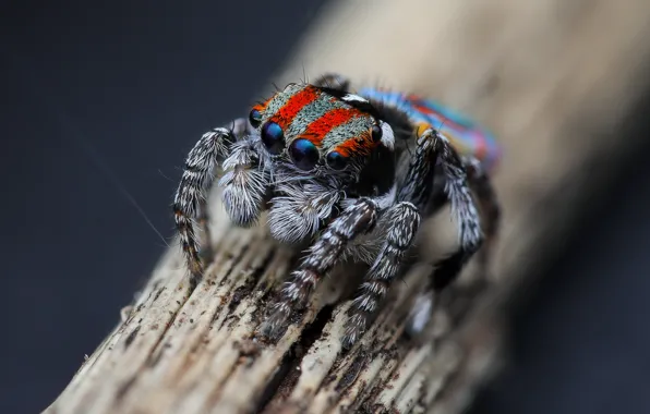 Look, macro, pose, spider, stem, bokeh, jumper, spider